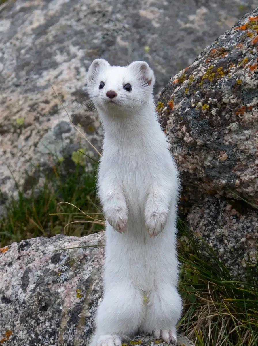 Draco Malfoy mink thumbnail