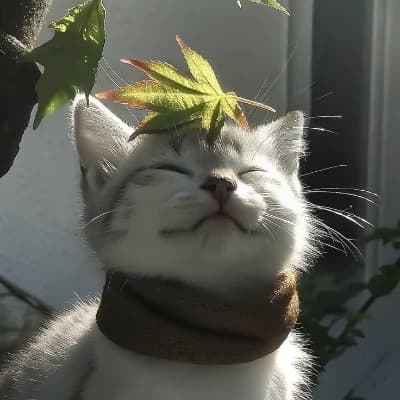 Gato. thumbnail
