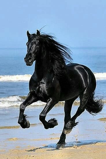 Axel||Black Horse thumbnail