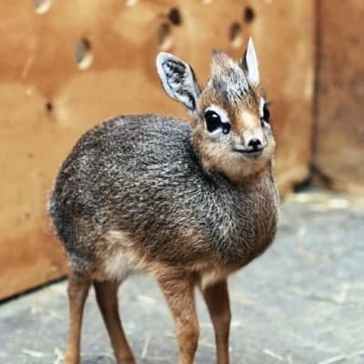 dik-dik thumbnail