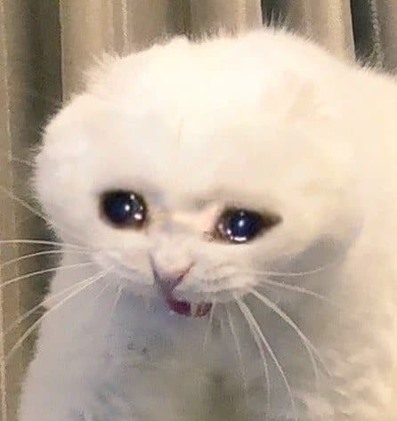 Crying cat  thumbnail