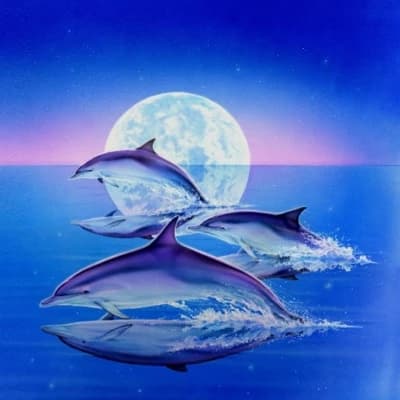 Dolphin trio thumbnail