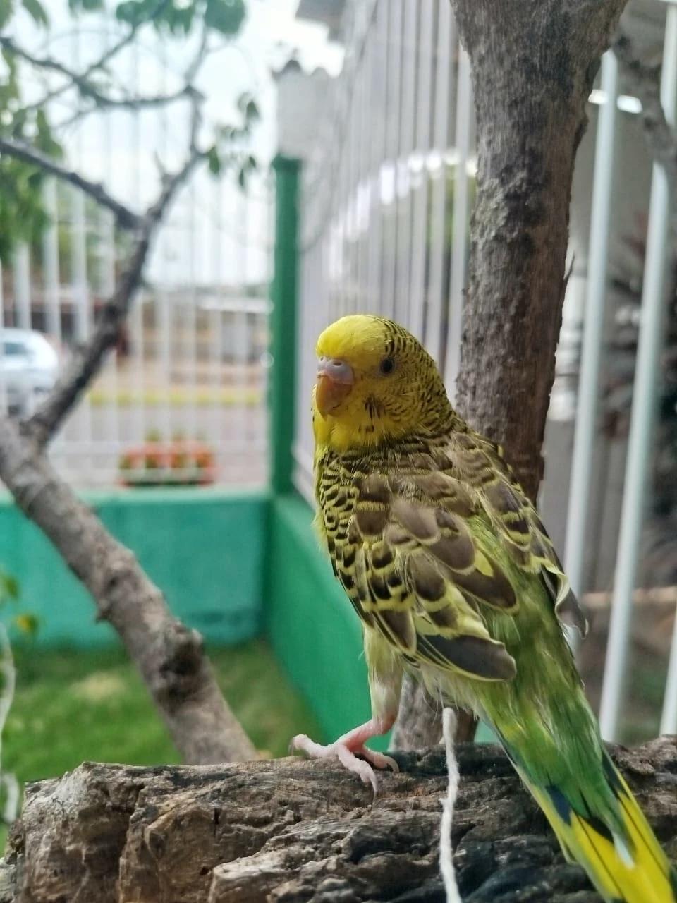 🐦El pajarito que le cuenta todo a tu mamá 🐦 thumbnail