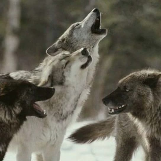 Wolf pack thumbnail