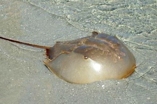HORSESHOE CRAB!!! thumbnail