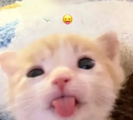 Kitty thumbnail