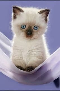 Gatito thumbnail