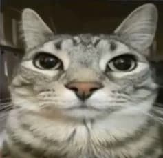tu gato thumbnail