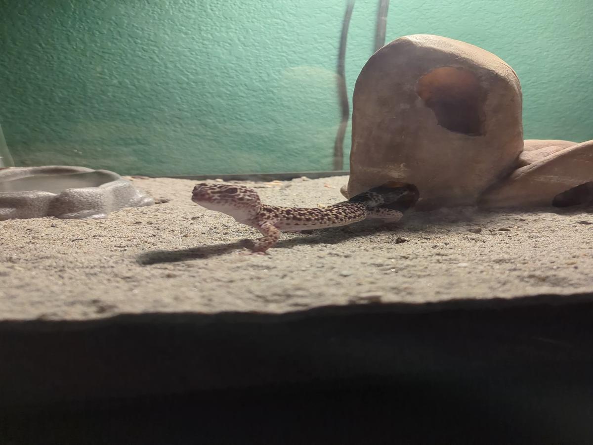 Gex the lizard thumbnail