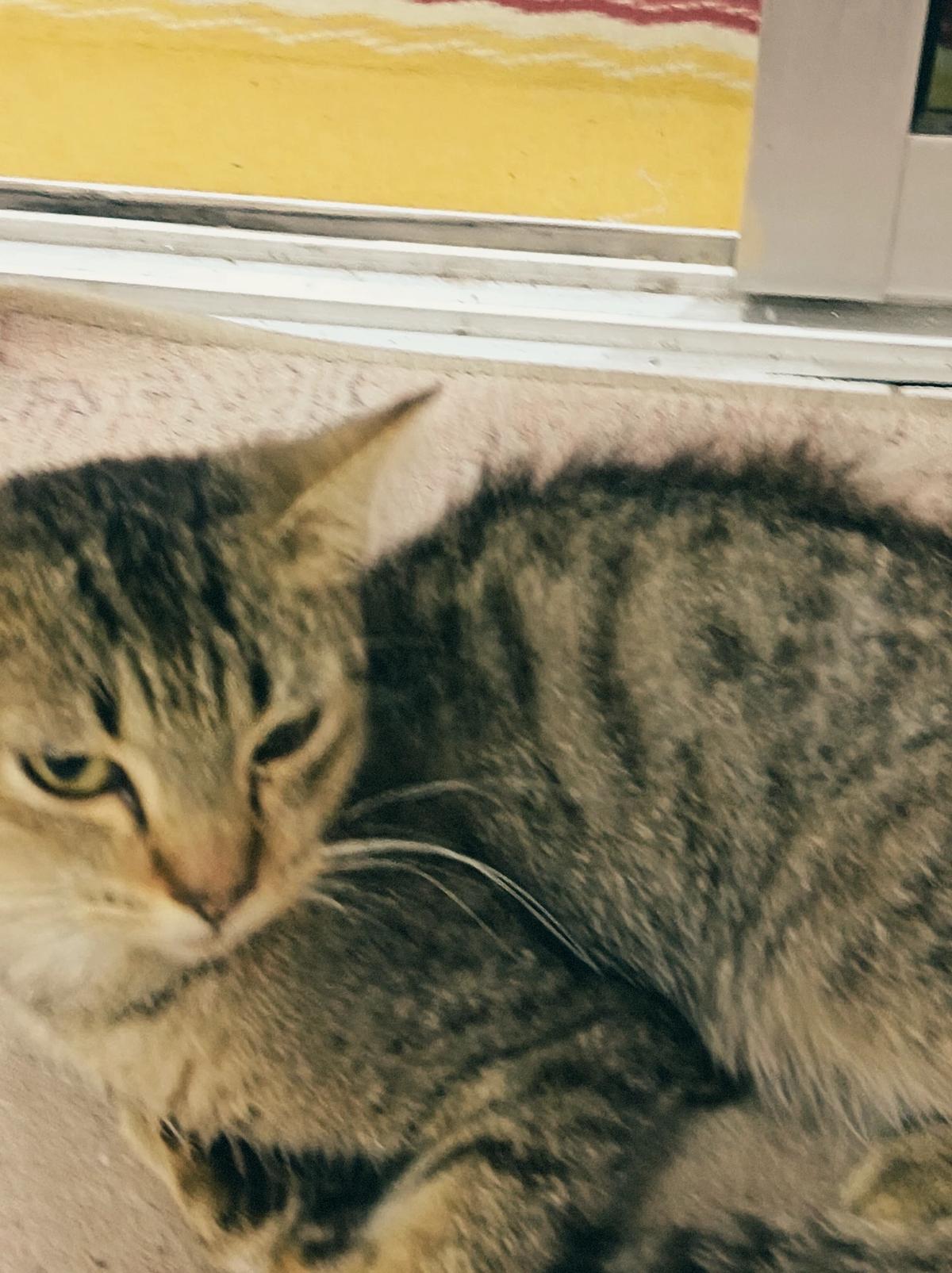 Kitty thumbnail