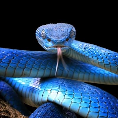 Leo(snake hybrid prince of snake clan) thumbnail