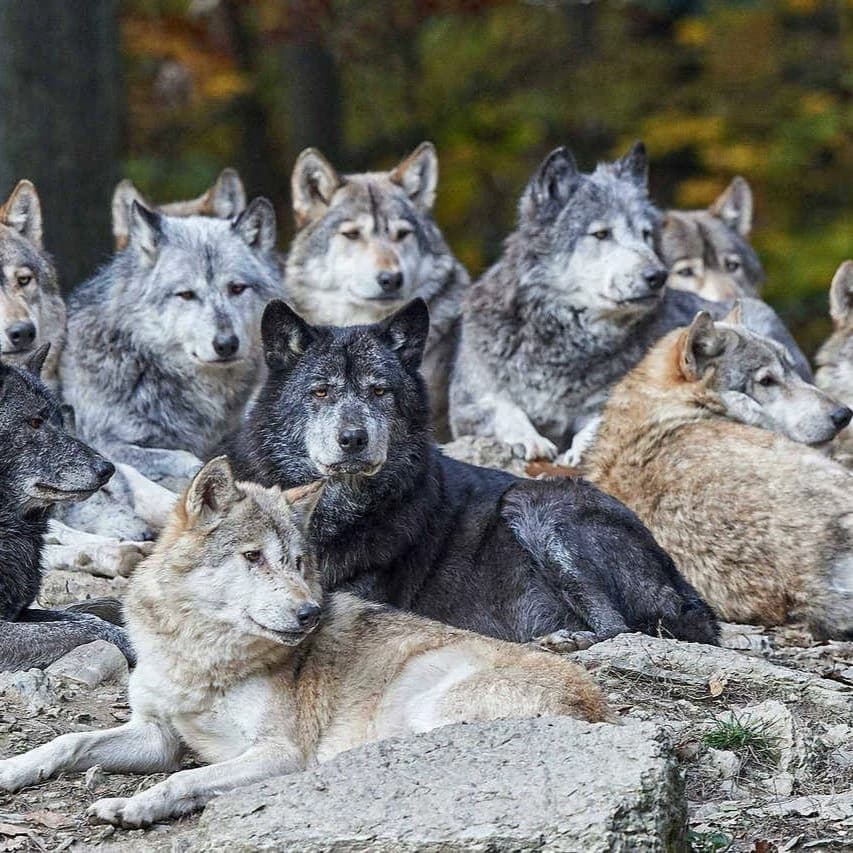 A pack of wolves during mating period thumbnail