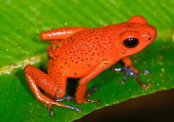 Rana Macho thumbnail