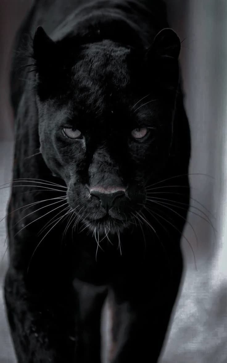 Jimin - pantera negra  thumbnail