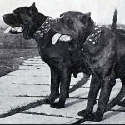 Rocky and Max thumbnail