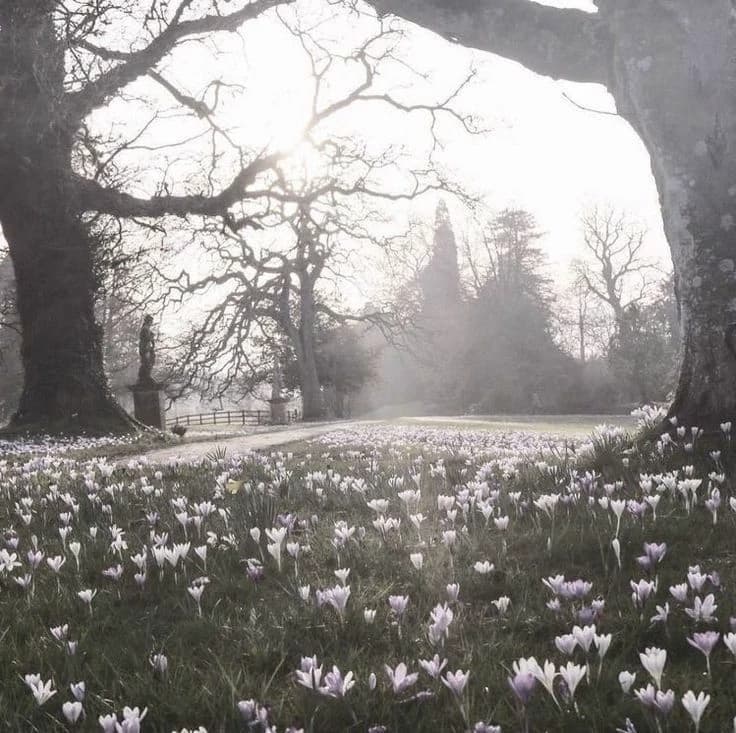 Pale garden (not mine) thumbnail