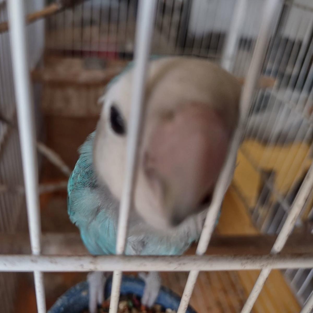 Titica thumbnail