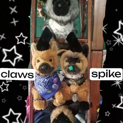 A human, 3 dogs and, one silver fox. thumbnail