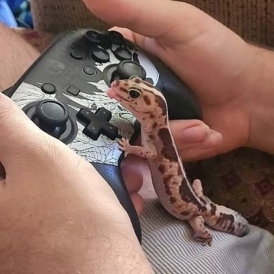 A pet hotel  thumbnail