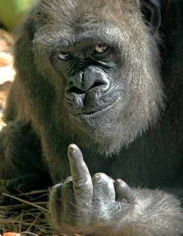 The gorilla gave you the middle finger thumbnail