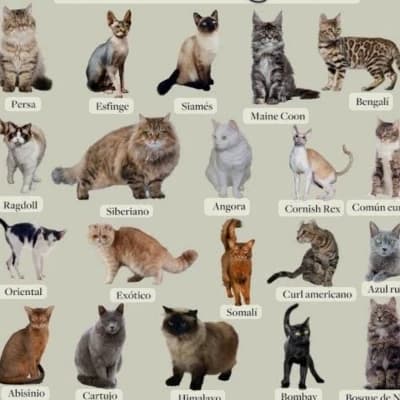 Gatos thumbnail