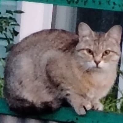 Кот thumbnail