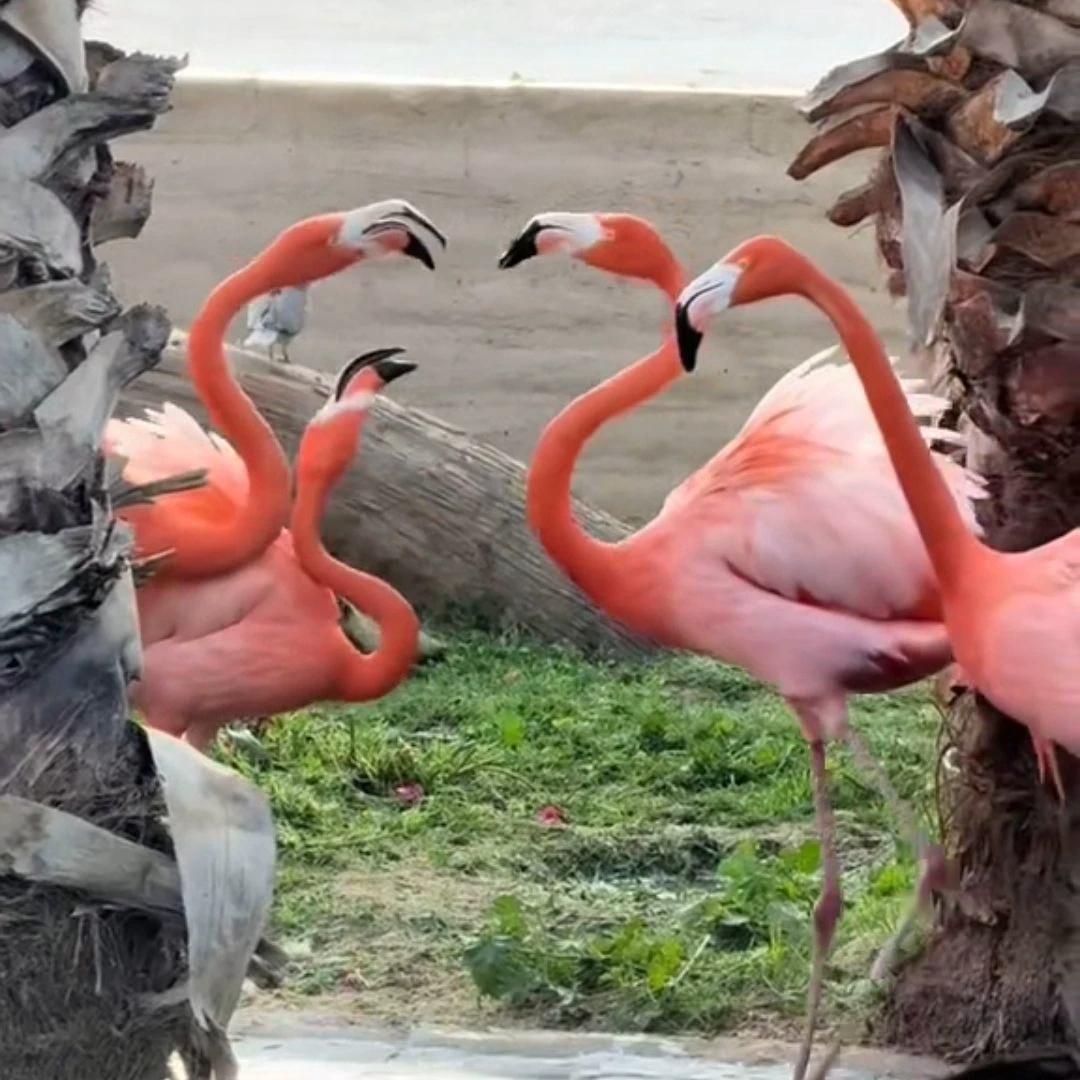 james flamingo thumbnail