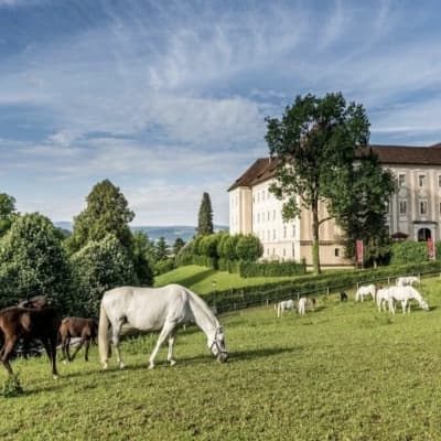 Horse Academy thumbnail