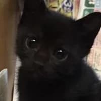 My cat is a killer??? thumbnail
