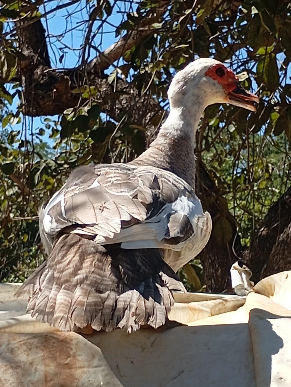 You are a duck, your owner is called Carla thumbnail