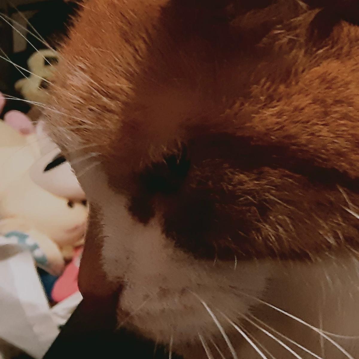 Ally thumbnail