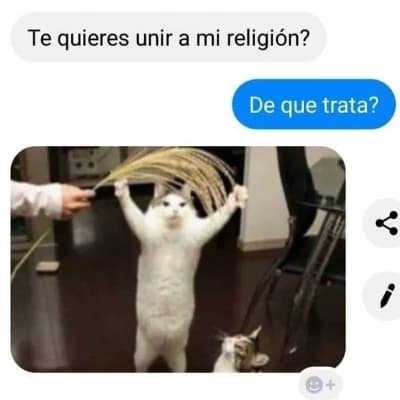 El mundo es de los michis ahora  thumbnail