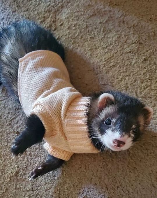 Mona ferret thumbnail