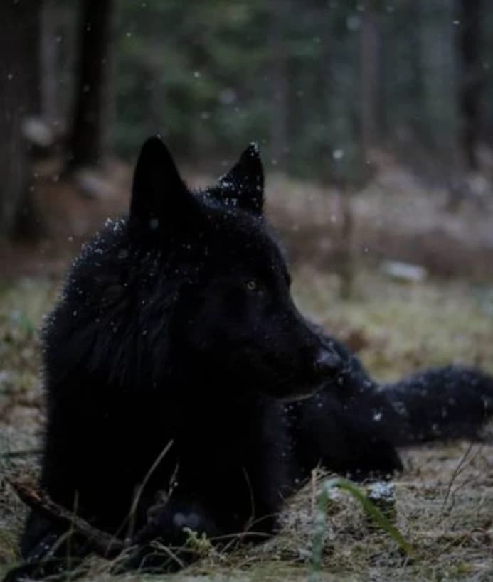Inosha thumbnail