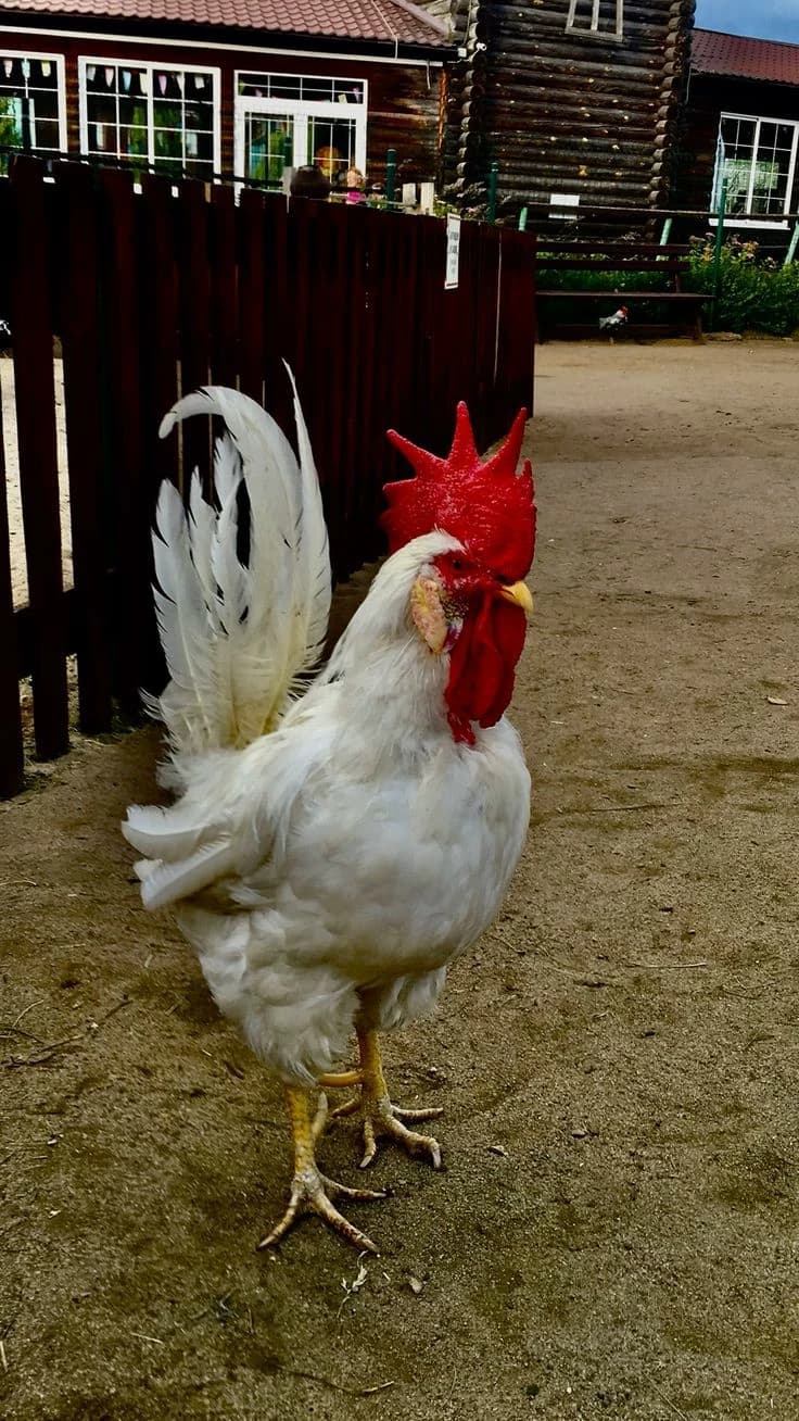 Rooster and hens thumbnail