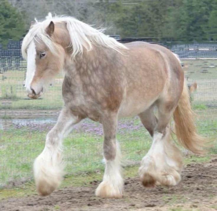 Horse thumbnail