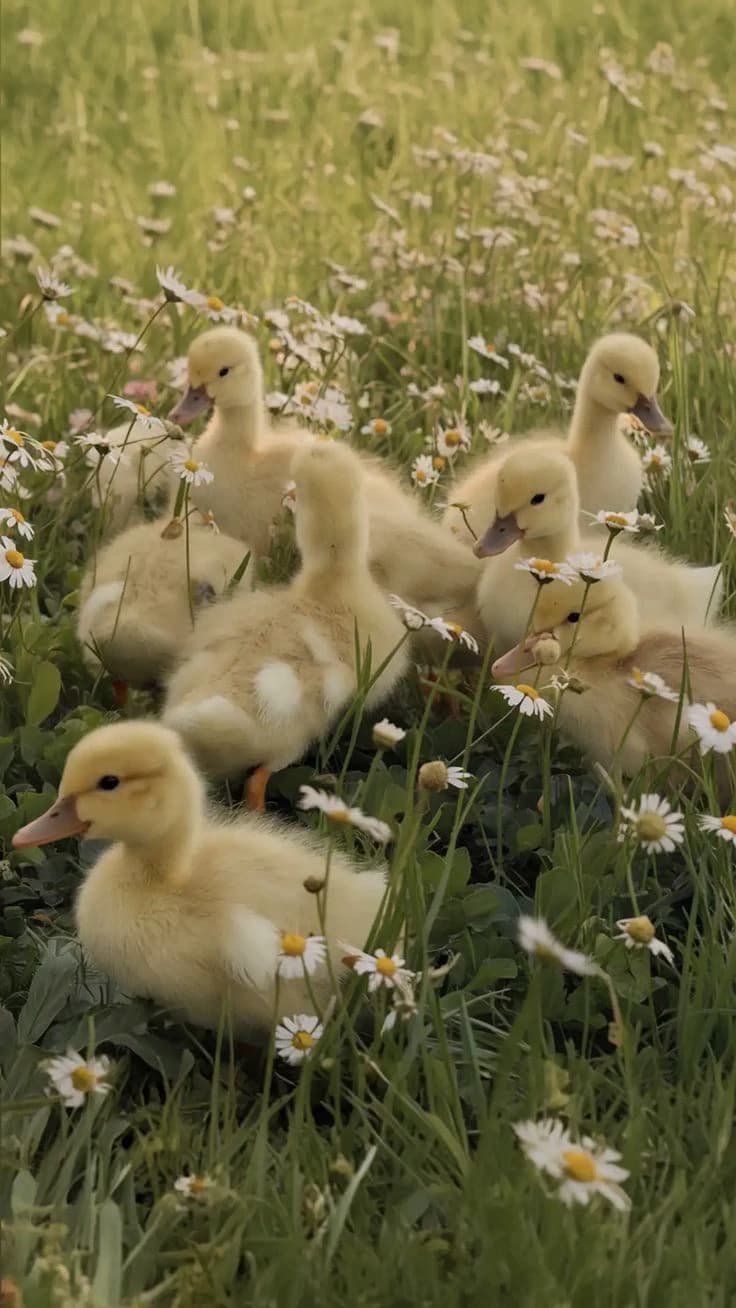 Ducklings thumbnail