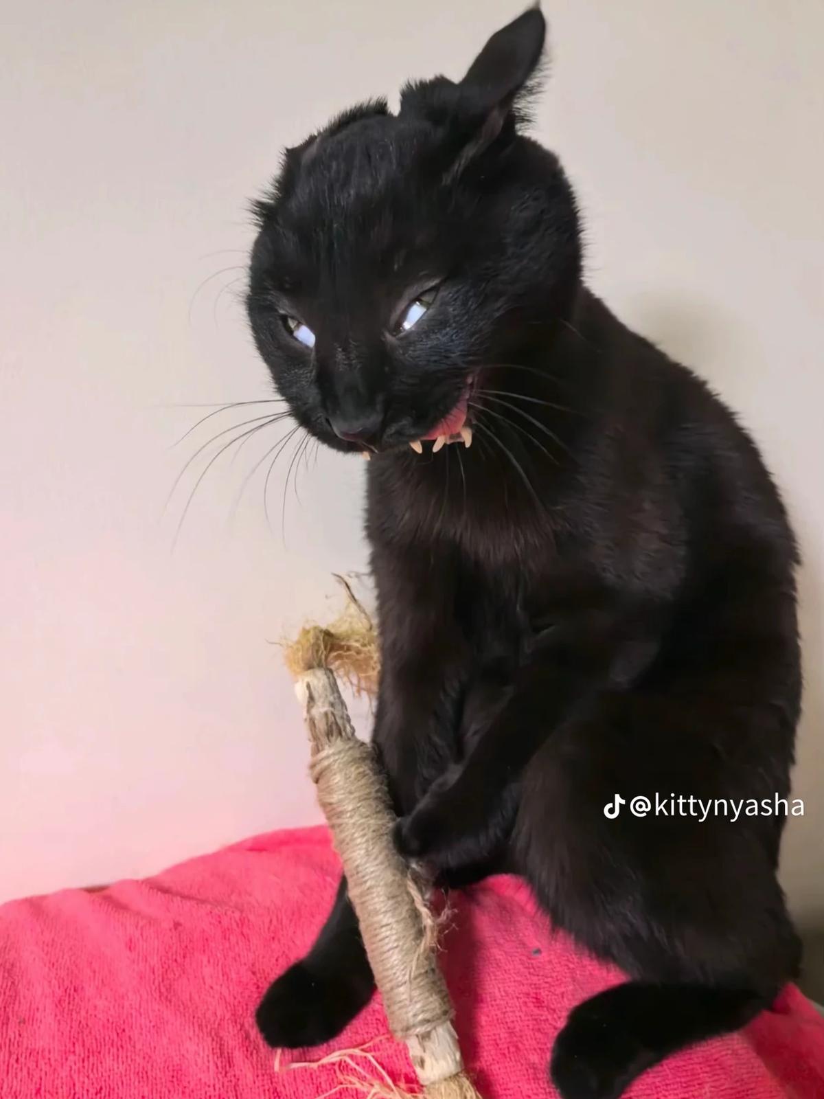 Lifeless Cat thumbnail