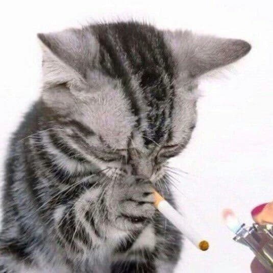 Gato fumante thumbnail