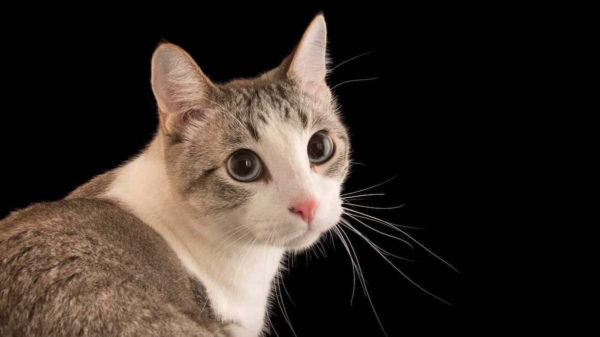 Саймон thumbnail