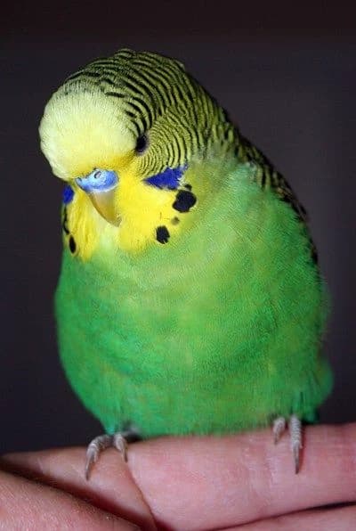 Budgie thumbnail