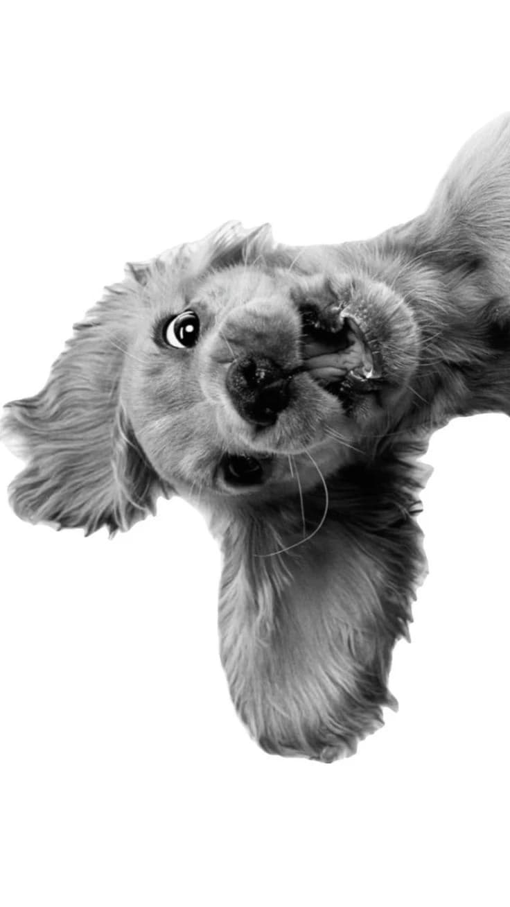 ¡Eres un perrito! thumbnail