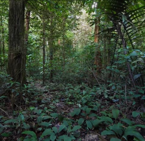 Lost in the Amazon [Survival] thumbnail