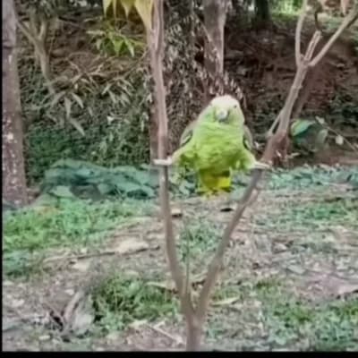 Orman 🦜 thumbnail