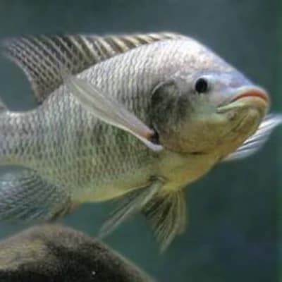 Tilapia burra imortal  thumbnail