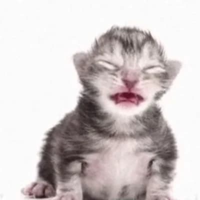 Gato thumbnail