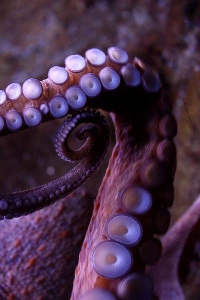 K'tharr, The Alien thumbnail
