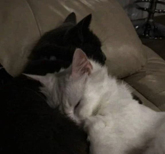 Luan and luna thumbnail