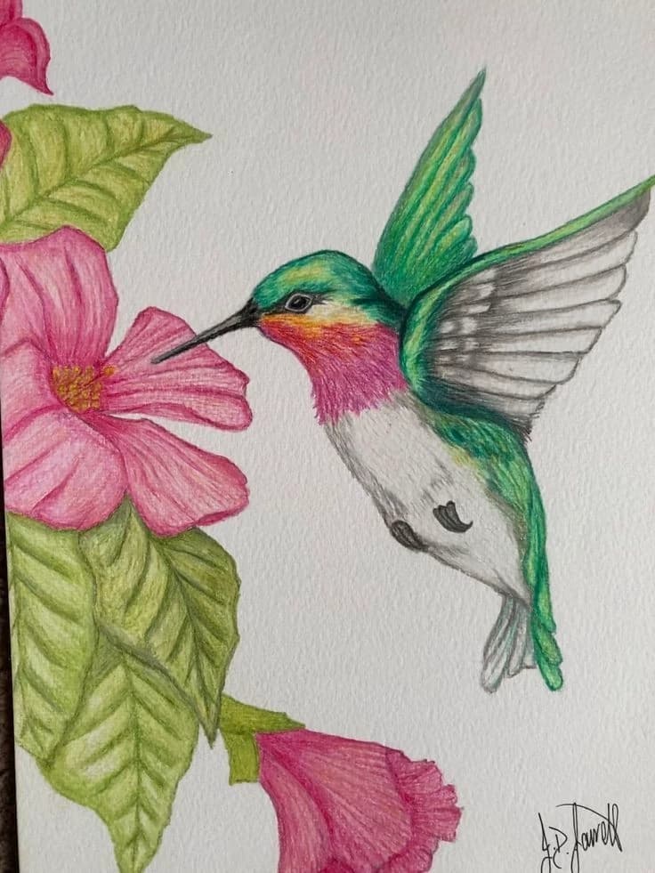 Colibrí  thumbnail