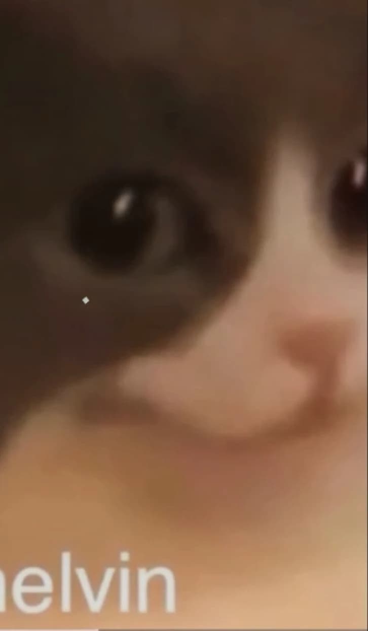 melvin, un gato thumbnail